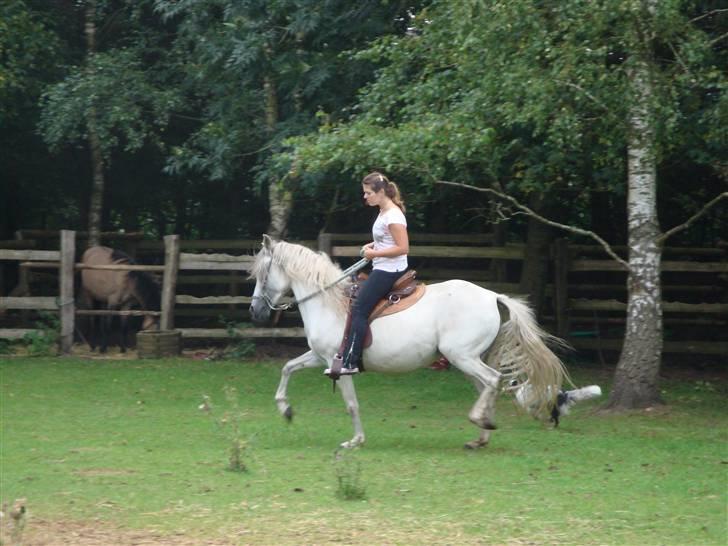 Paso Fino'er i Flensburg - Sonja, der rider "tölt" på Full Moon Diane. billede 1