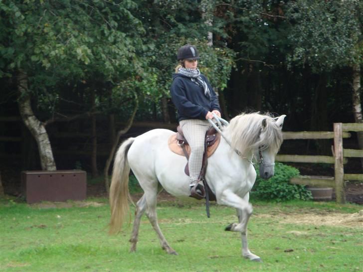 Paso Fino'er i Flensburg - Mig, der rider "tölt" på Full Moon Diane. billede 2