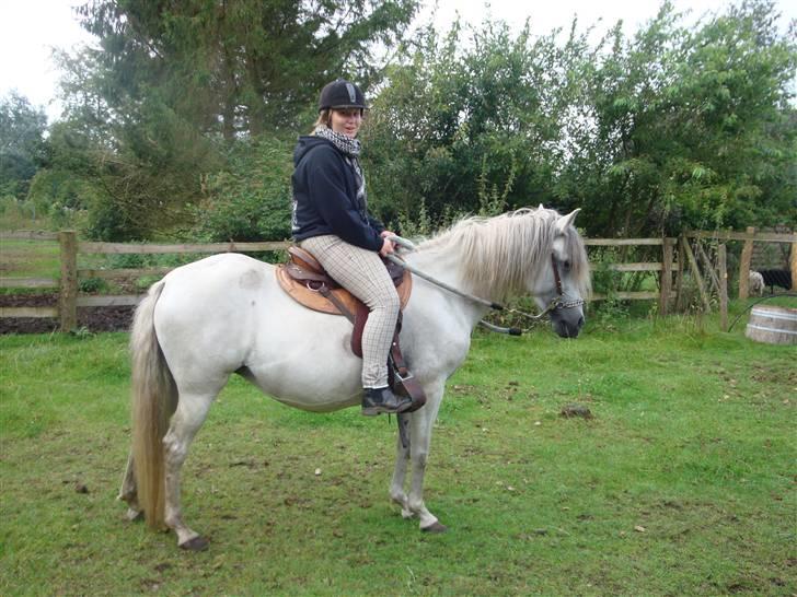 Paso Fino'er i Flensburg - Mig på Full Moon Diane. billede 4