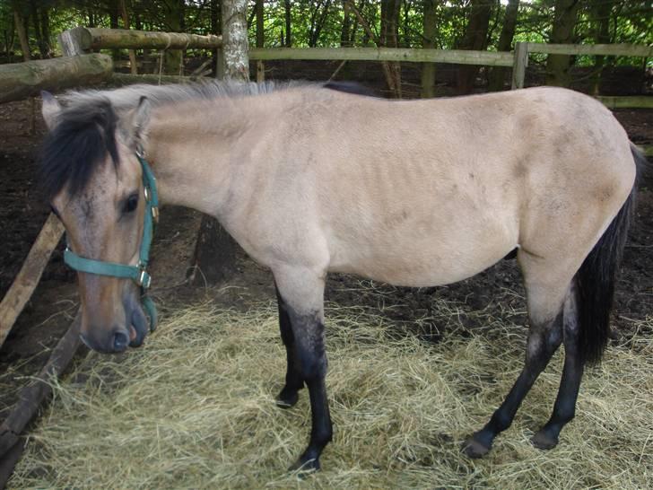 Paso Fino'er i Flensburg - Almendra's søn. billede 5