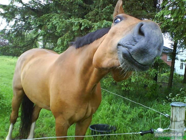 Tegninger af heste og venner - Calli Callli Ejer: Stefanie H. billede 2