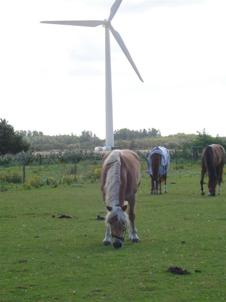 RE<3 Ranum efterskole<3 09/10 - Basse på fold med sine nye venner<3 billede 14
