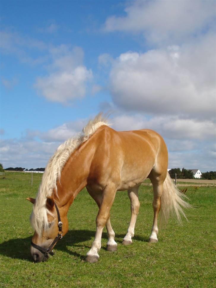 RE<3 Ranum efterskole<3 09/10 - Madsinie på stald rønbjerg<3 billede 15