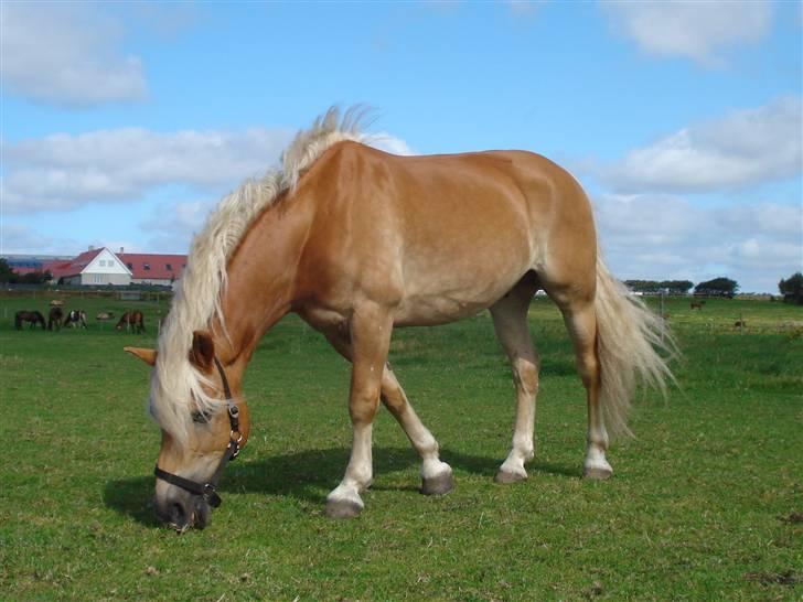 RE<3 Ranum efterskole<3 09/10 - Basse på fold med sine nye venner<3 billede 16