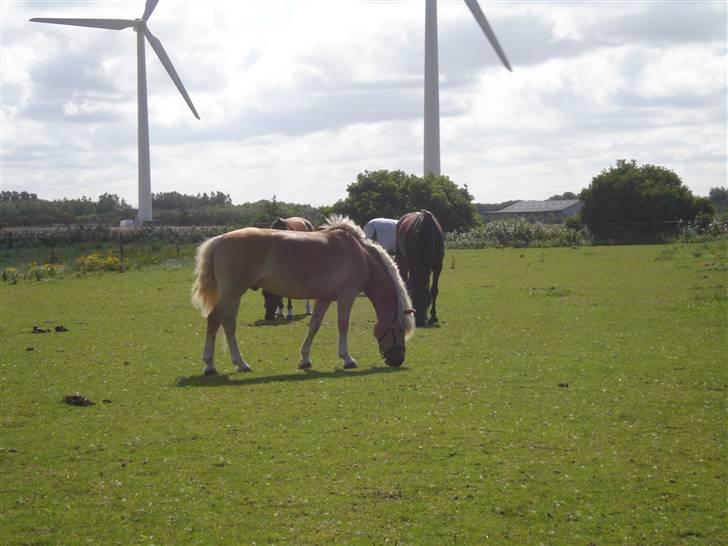 RE<3 Ranum efterskole<3 09/10 - Basse på fold med sine nye venner<3 billede 19