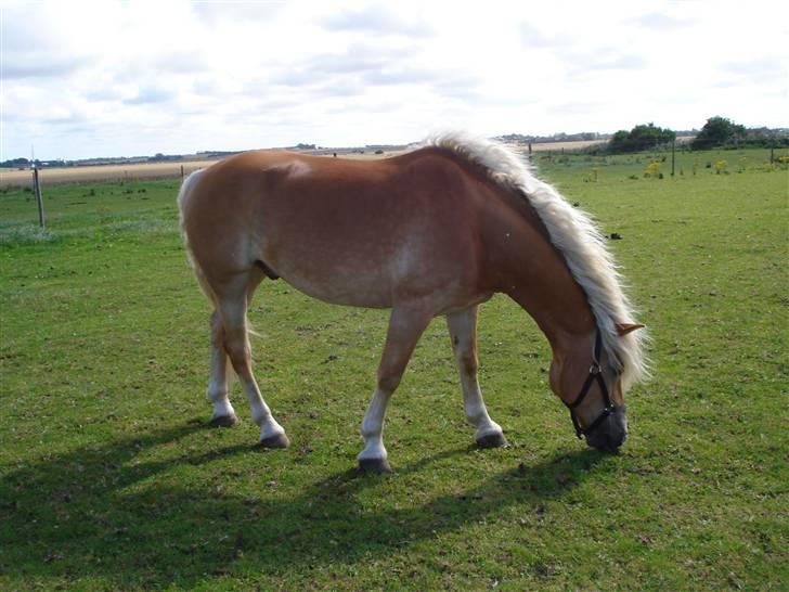 RE<3 Ranum efterskole<3 09/10 - Basse på fold med sine nye venner<3 billede 20