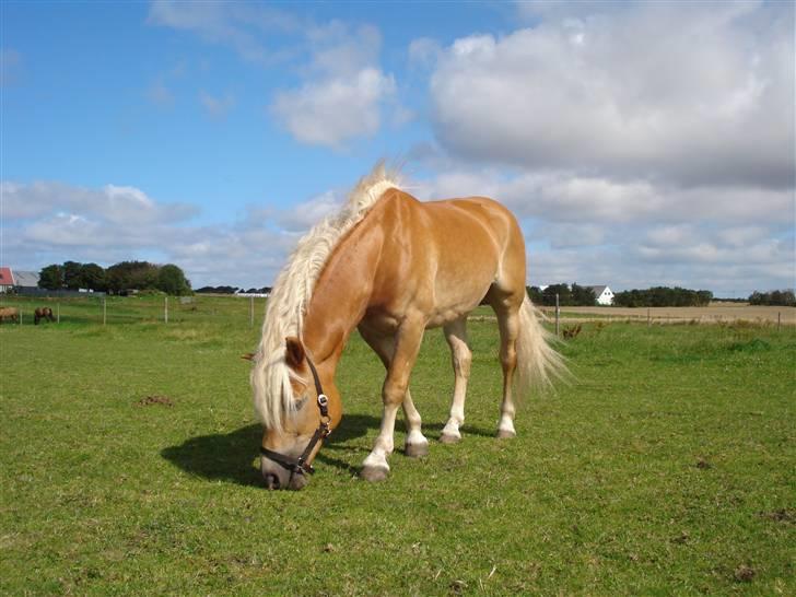 RE<3 Ranum efterskole<3 09/10 - Basse på fold med sine nye venner<3 billede 22