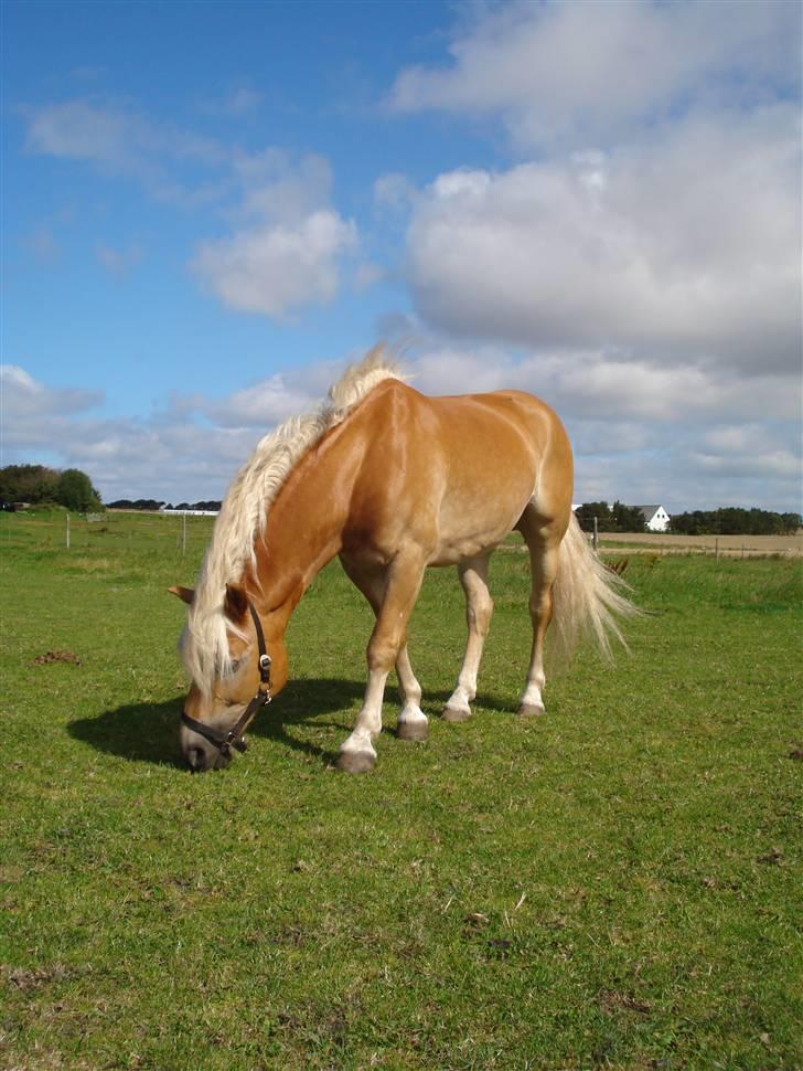 RE<3 Ranum efterskole<3 09/10 - Basse på fold med sine nye venner<3 billede 23