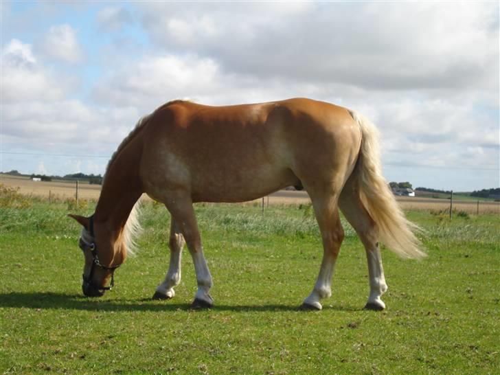 RE<3 Ranum efterskole<3 09/10 - Basse på fold med sine nye venner<3 billede 25