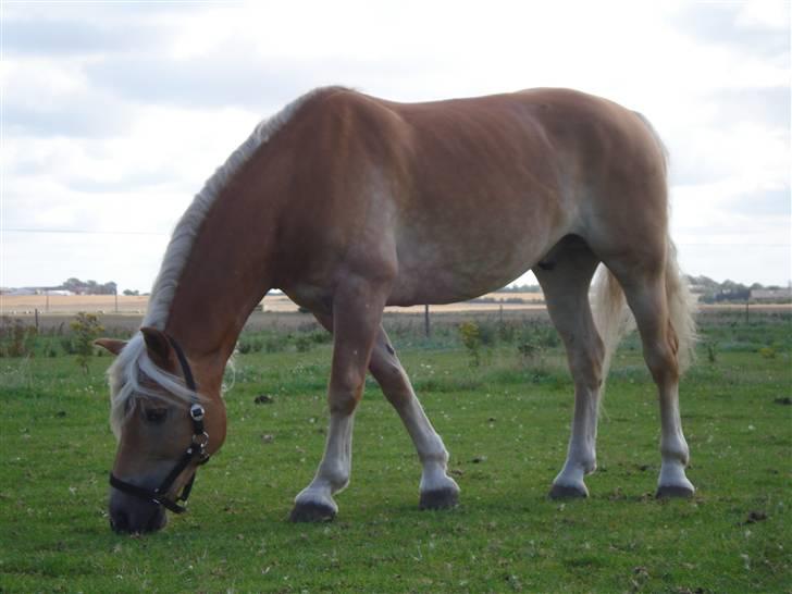 RE<3 Ranum efterskole<3 09/10 - Basse på fold med sine nye venner<3 billede 27