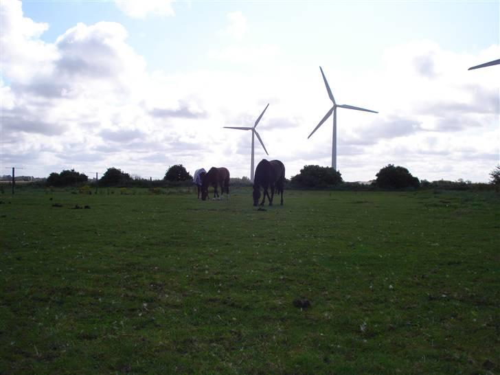 RE<3 Ranum efterskole<3 09/10 - Basse på fold med sine nye venner<3 billede 28