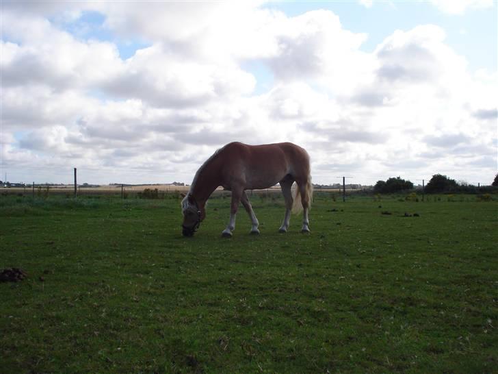 RE<3 Ranum efterskole<3 09/10 - Basse på fold med sine nye venner<3 billede 29