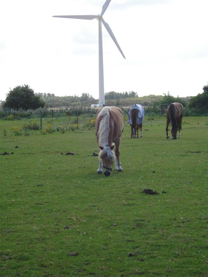 RE<3 Ranum efterskole<3 09/10 - Basse på fold med sine nye venner<3 billede 31