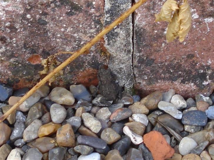 RE<3 Ranum efterskole<3 09/10 - På cykel tur til et gammelt kloster som er kendt for sin urte have
minni tudse! billede 50