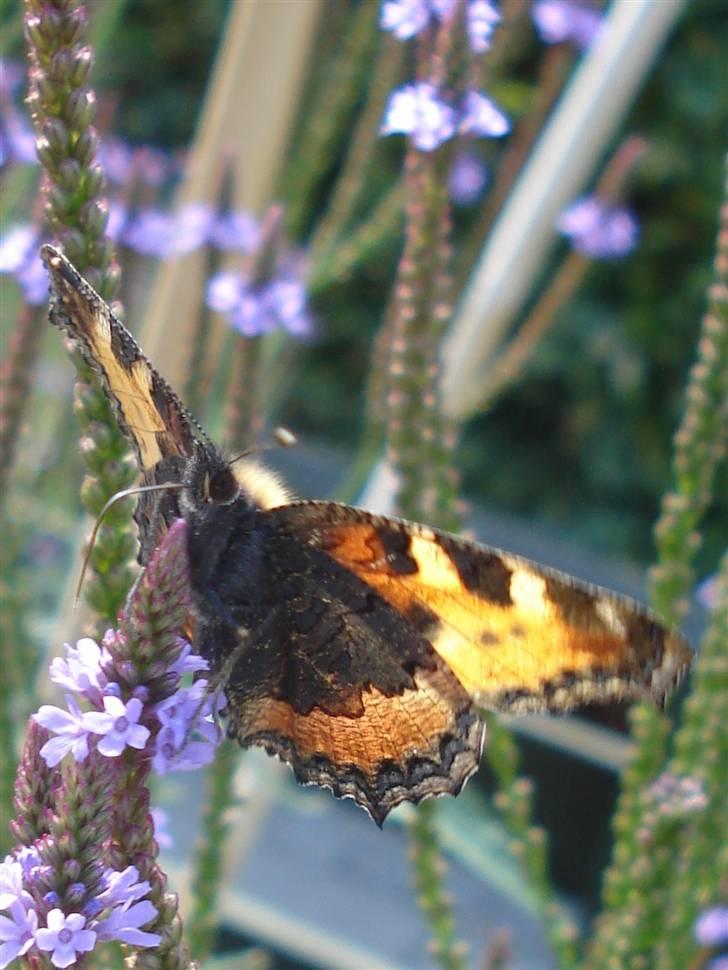 RE<3 Ranum efterskole<3 09/10 - På cykel tur til et gammelt kloster som er kendt for sin urte have
sommerfugl
(foto:mig) billede 51