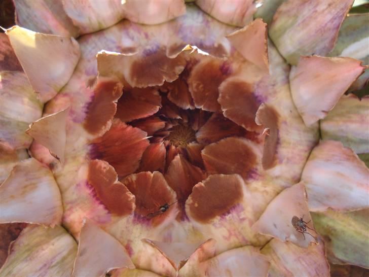 RE<3 Ranum efterskole<3 09/10 - På cykel tur til et gammelt kloster som er kendt for sin urte have
blomst
(foto:mig) billede 52