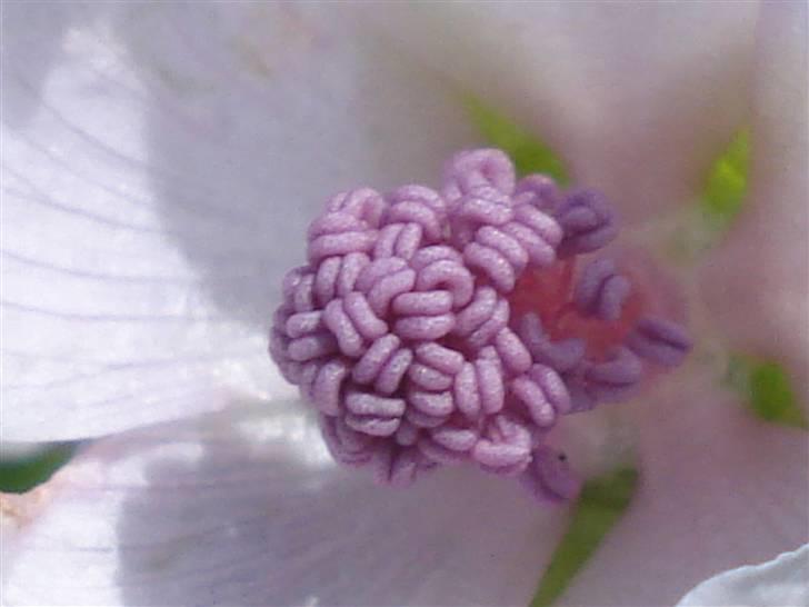 RE<3 Ranum efterskole<3 09/10 - På cykel tur til et gammelt kloster som er kendt for sin urte have
blomst
(foto:mig) billede 53