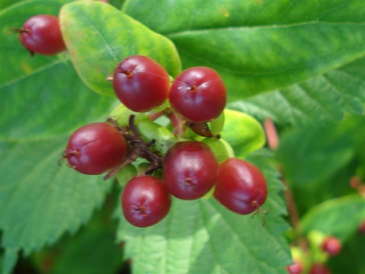 RE<3 Ranum efterskole<3 09/10 - På cykel tur til et gammelt kloster som er kendt for sin urte have
bær
(foto:mig) billede 54