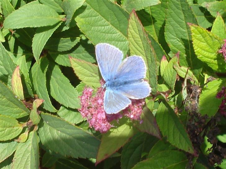 RE<3 Ranum efterskole<3 09/10 - På cykel tur til et gammelt kloster som er kendt for sin urte have
sommerfugl
(foto:mig) billede 55
