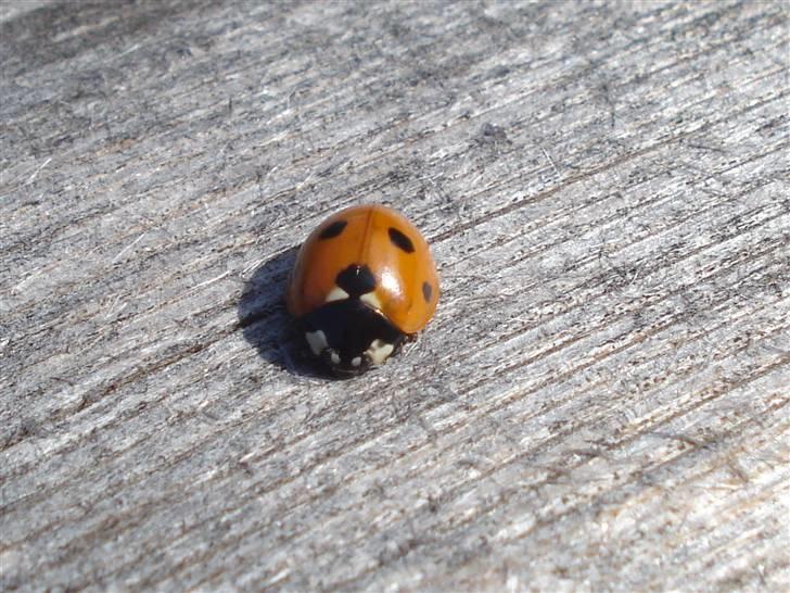 RE<3 Ranum efterskole<3 09/10 - På cykel tur til et gammelt kloster som er kendt for sin urte have
mariehøne
(foto:mig) billede 56