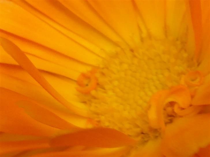 RE<3 Ranum efterskole<3 09/10 - På cykel tur til et gammelt kloster som er kendt for sin urte have
blomst
(foto:mig) billede 57