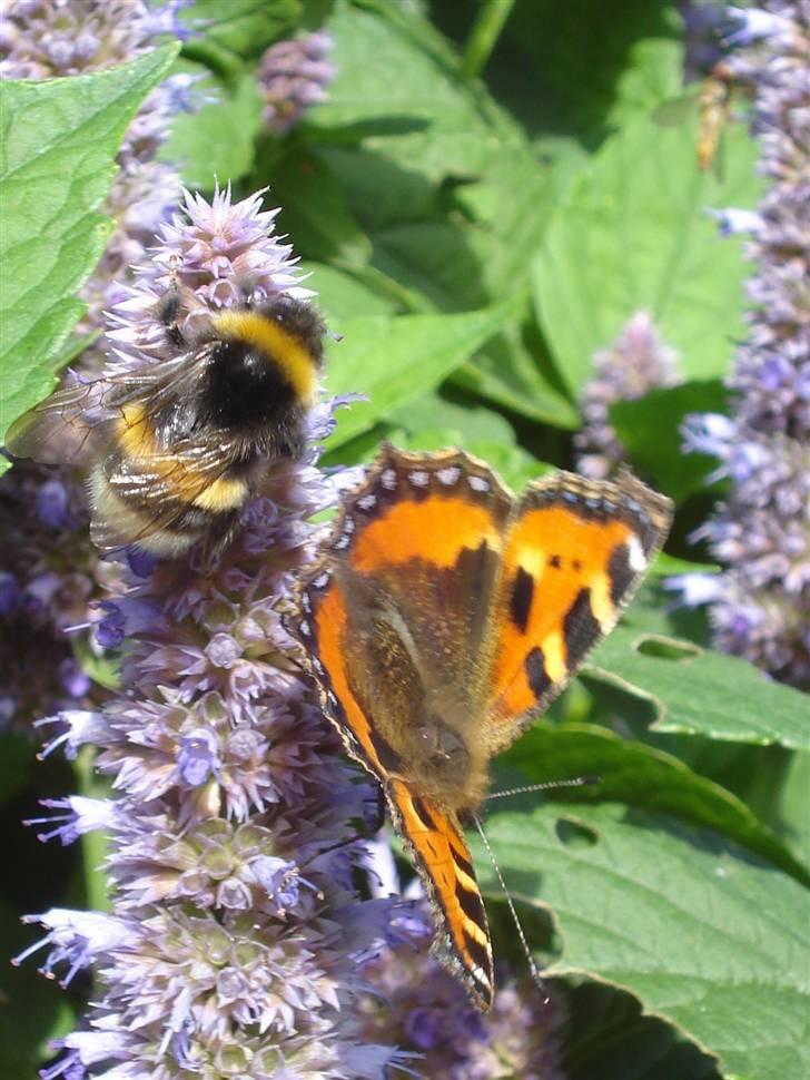 RE<3 Ranum efterskole<3 09/10 - På cykel tur til et gammelt kloster som er kendt for sin urte have
brom basse og sommerfugl
(foto:mig) billede 58