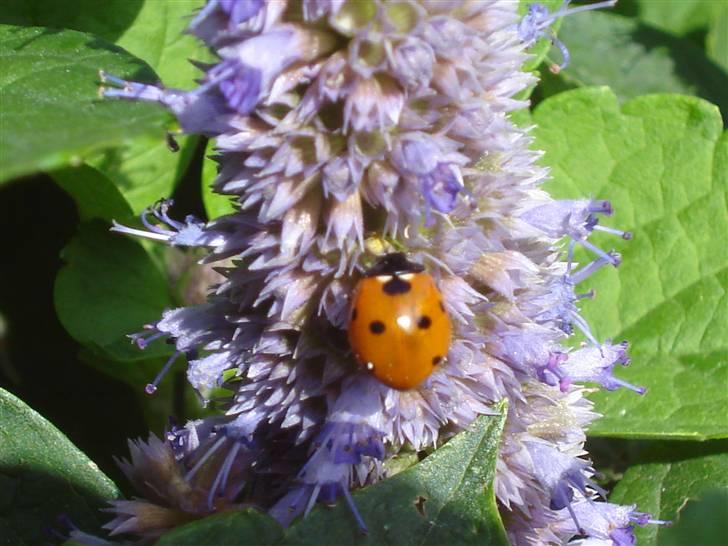 RE<3 Ranum efterskole<3 09/10 - På cykel tur til et gammelt kloster som er kendt for sin urte have
blomst og marie høne
(foto:mig) billede 59