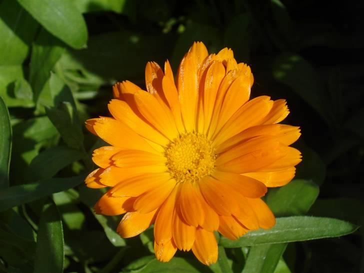 RE<3 Ranum efterskole<3 09/10 - På cykel tur til et gammelt kloster som er kendt for sin urte have
blomst
(foto:mig) billede 60