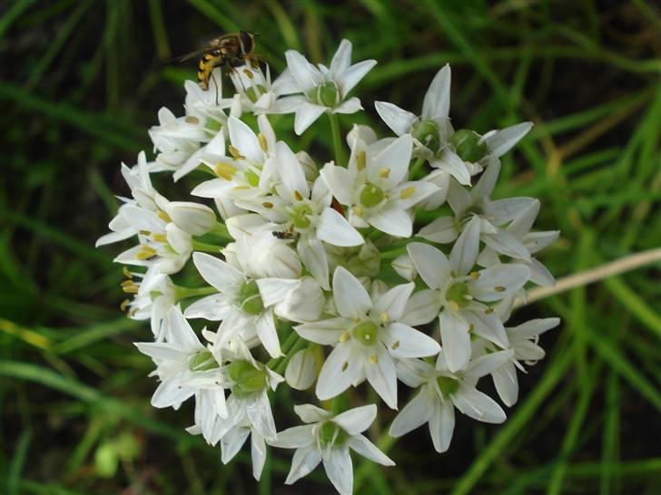 RE<3 Ranum efterskole<3 09/10 - På cykel tur til et gammelt kloster som er kendt for sin urte have
blomst
(foto:mig) billede 61
