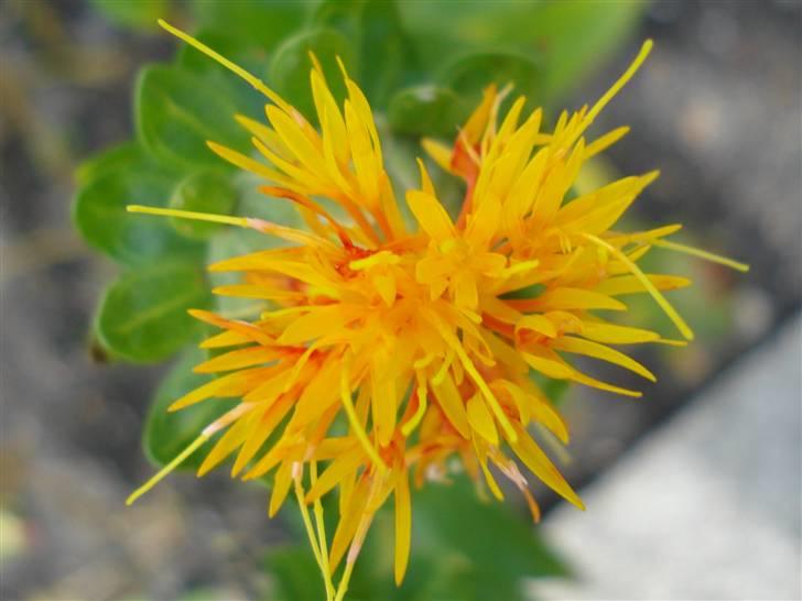 RE<3 Ranum efterskole<3 09/10 - På cykel tur til et gammelt kloster som er kendt for sin urte have
blomst
(foto:mig) billede 62