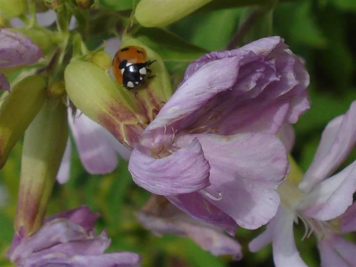 RE<3 Ranum efterskole<3 09/10 - På cykel tur til et gammelt kloster som er kendt for sin urte have
blomst og mariehøne
(foto:mig) billede 63