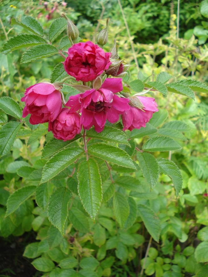 RE<3 Ranum efterskole<3 09/10 - På cykel tur til et gammelt kloster som er kendt for sin urte have
blomst
(foto:mig) billede 91