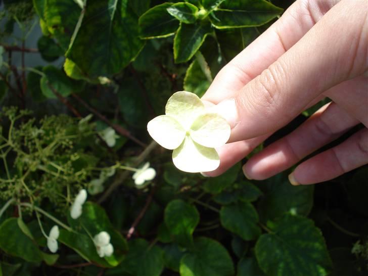 RE<3 Ranum efterskole<3 09/10 - På cykel tur til et gammelt kloster som er kendt for sin urte have
blomst
(foto:mig) billede 93