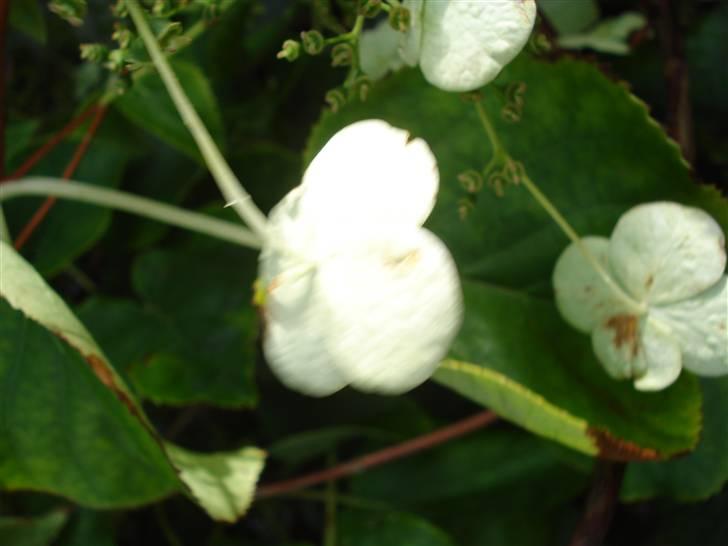 RE<3 Ranum efterskole<3 09/10 - På cykel tur til et gammelt kloster som er kendt for sin urte have
blomst
(foto:mig) billede 94