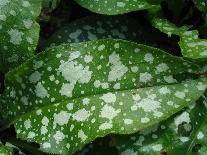 RE<3 Ranum efterskole<3 09/10 - På cykel tur til et gammelt kloster som er kendt for sin urte have
plante
(foto:mig) billede 95