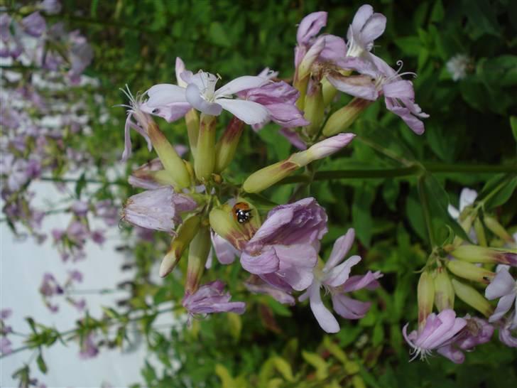 RE<3 Ranum efterskole<3 09/10 - På cykel tur til et gammelt kloster som er kendt for sin urte have
blomst
(foto:mig) billede 96