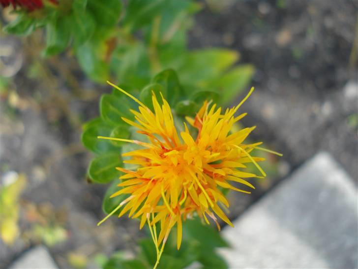 RE<3 Ranum efterskole<3 09/10 - På cykel tur til et gammelt kloster som er kendt for sin urte have
blomst
(foto:mig) billede 97