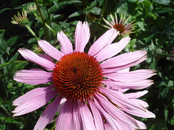 RE<3 Ranum efterskole<3 09/10 - På cykel tur til et gammelt kloster som er kendt for sin urte have
blomst
(foto:mig) billede 98