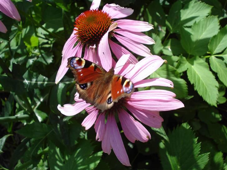 RE<3 Ranum efterskole<3 09/10 - På cykel tur til et gammelt kloster som er kendt for sin urte have
blomst
(foto:mig) billede 99