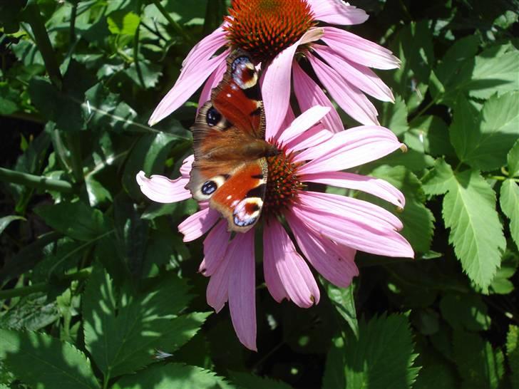 RE<3 Ranum efterskole<3 09/10 - På cykel tur til et gammelt kloster som er kendt for sin urte have
blomst
(foto:mig) billede 100