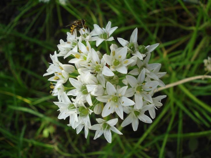 RE<3 Ranum efterskole<3 09/10 - På cykel tur til et gammelt kloster som er kendt for sin urte have
blomst
(foto:mig) billede 101