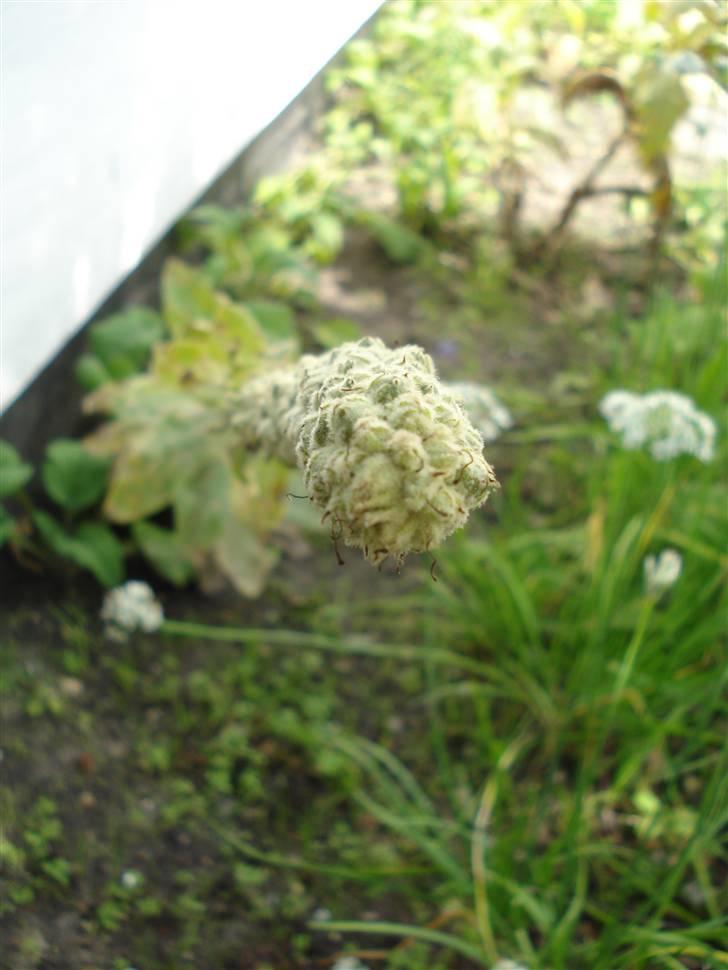 RE<3 Ranum efterskole<3 09/10 - På cykel tur til et gammelt kloster som er kendt for sin urte have
blomst
(foto:mig) billede 102