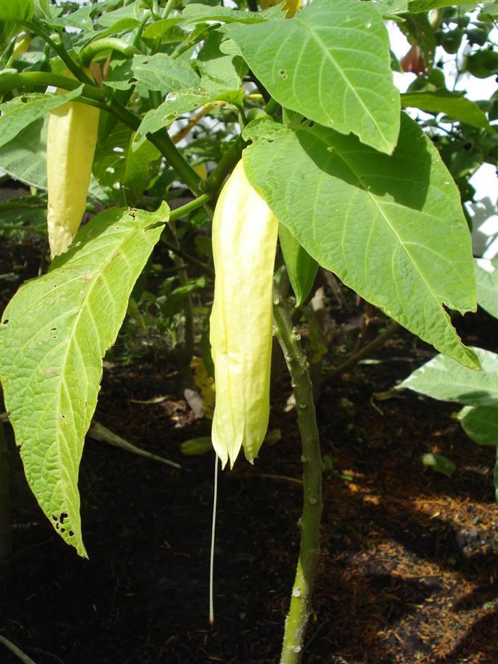 RE<3 Ranum efterskole<3 09/10 - På cykel tur til et gammelt kloster som er kendt for sin urte have
blomst
(foto:mig) billede 103