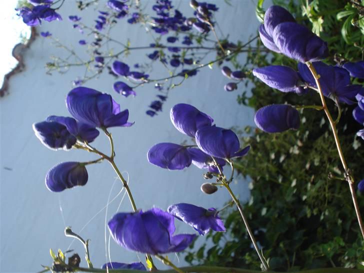 RE<3 Ranum efterskole<3 09/10 - På cykel tur til et gammelt kloster som er kendt for sin urte have
blomst
(foto:mig) billede 107
