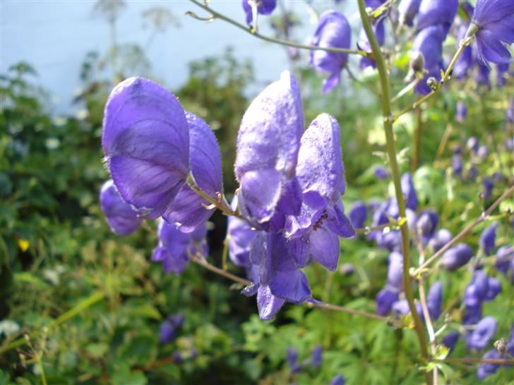 RE<3 Ranum efterskole<3 09/10 - På cykel tur til et gammelt kloster som er kendt for sin urte have
blomst
(foto:mig) billede 108