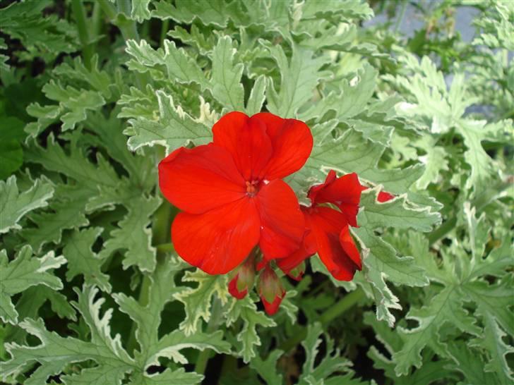 RE<3 Ranum efterskole<3 09/10 - På cykel tur til et gammelt kloster som er kendt for sin urte have
blomst
(foto:mig) billede 110