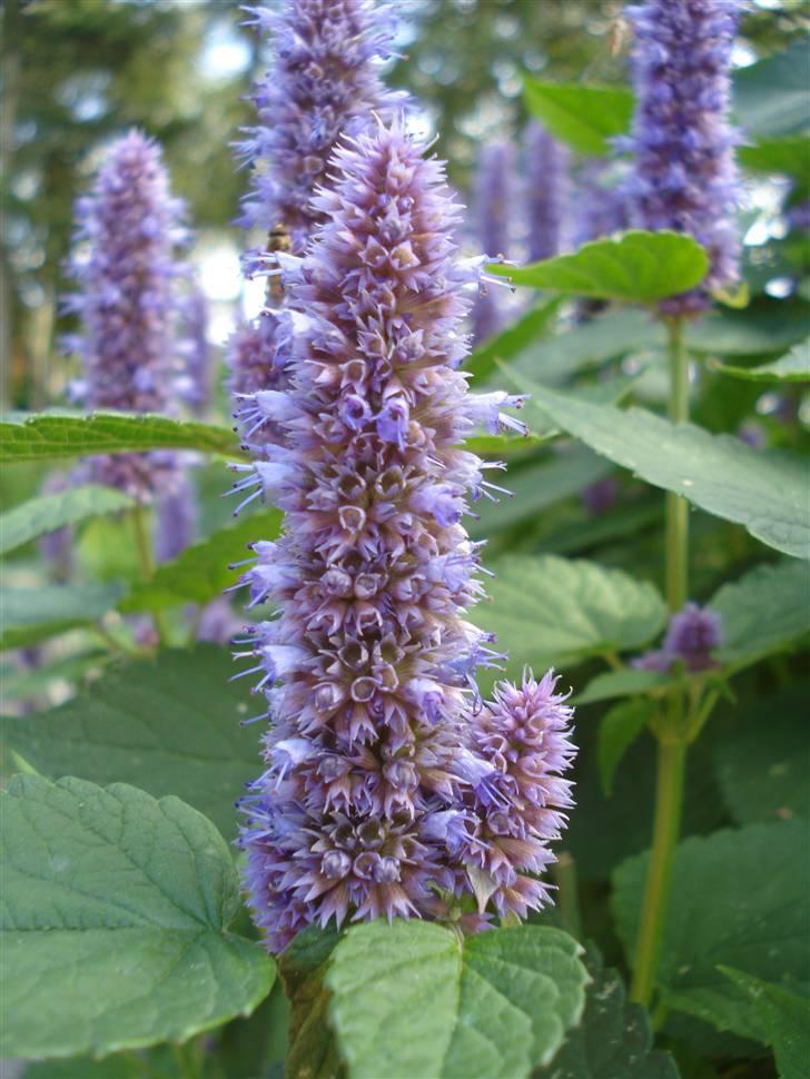 RE<3 Ranum efterskole<3 09/10 - På cykel tur til et gammelt kloster som er kendt for sin urte have
blomst
(foto:mig) billede 111