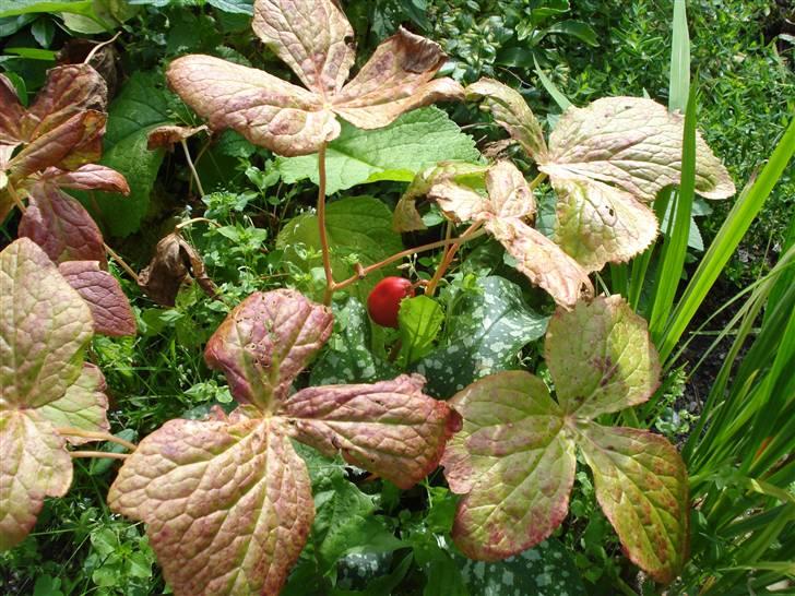 RE<3 Ranum efterskole<3 09/10 - På cykel tur til et gammelt kloster som er kendt for sin urte have
blomst
(foto:mig) billede 112