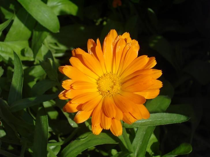 RE<3 Ranum efterskole<3 09/10 - På cykel tur til et gammelt kloster som er kendt for sin urte have
blomst
(foto:mig) billede 114