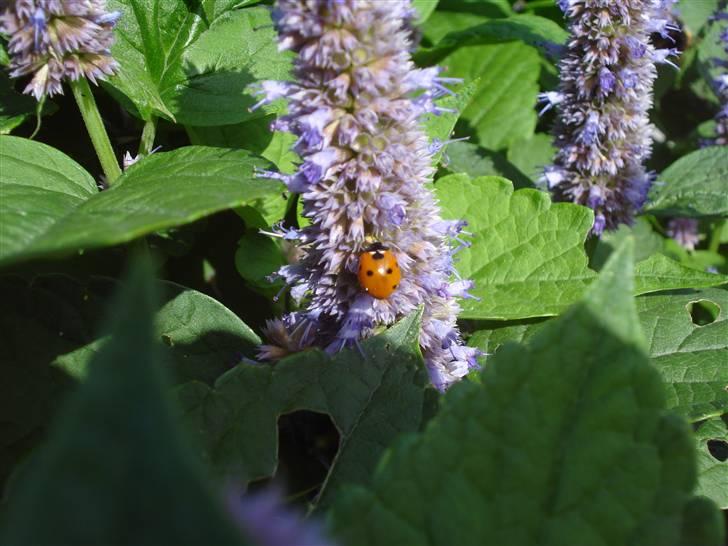 RE<3 Ranum efterskole<3 09/10 - På cykel tur til et gammelt kloster som er kendt for sin urte have
blomst
(foto:mig) billede 115